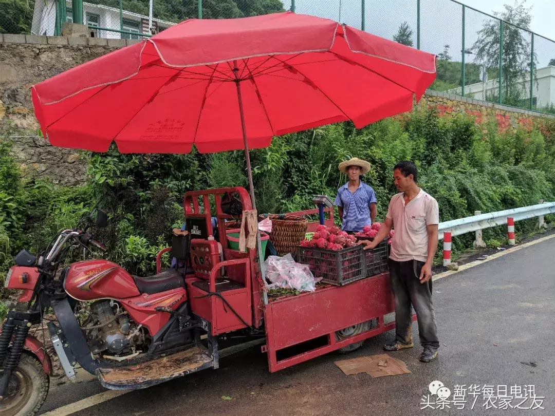 从2分地扩至1.5万亩从每斤15元跌到2元,扶贫火龙果为何“熄火”