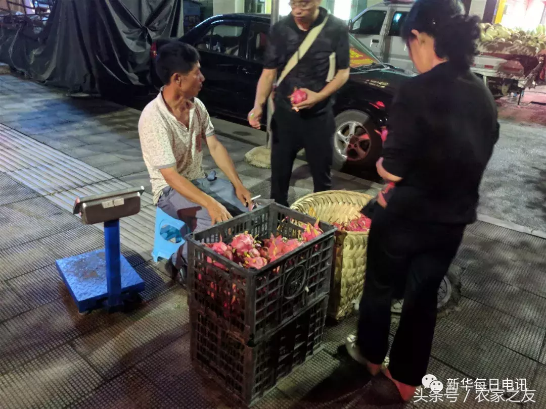 从2分地扩至1.5万亩从每斤15元跌到2元,扶贫火龙果为何“熄火”