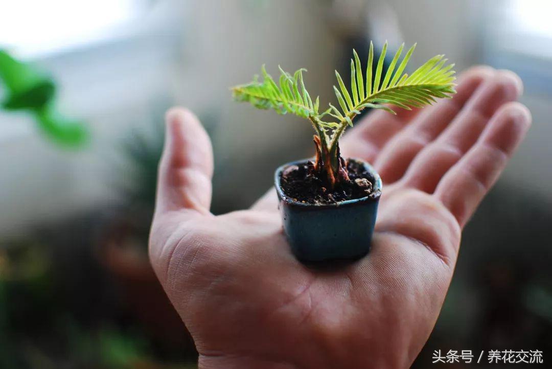 在院子里种上不用经常管理的铁树,没想到结的果子还能吃