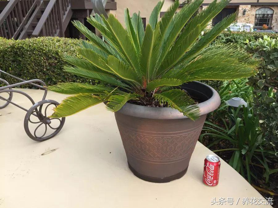 在院子里种上不用经常管理的铁树,没想到结的果子还能吃