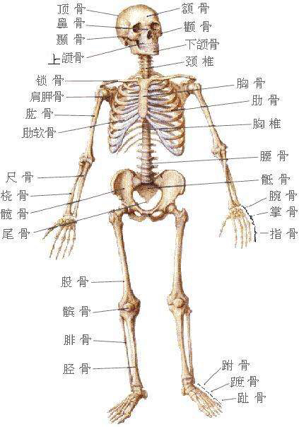 《人体解剖学》人体骨骼