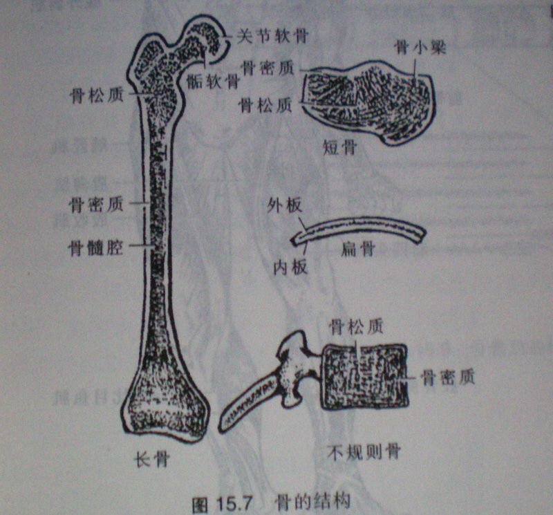 《人体解剖学》人体骨骼