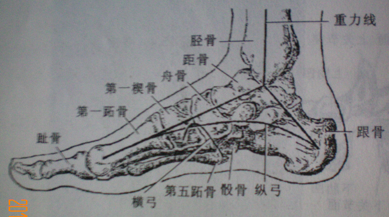 《人体解剖学》人体骨骼