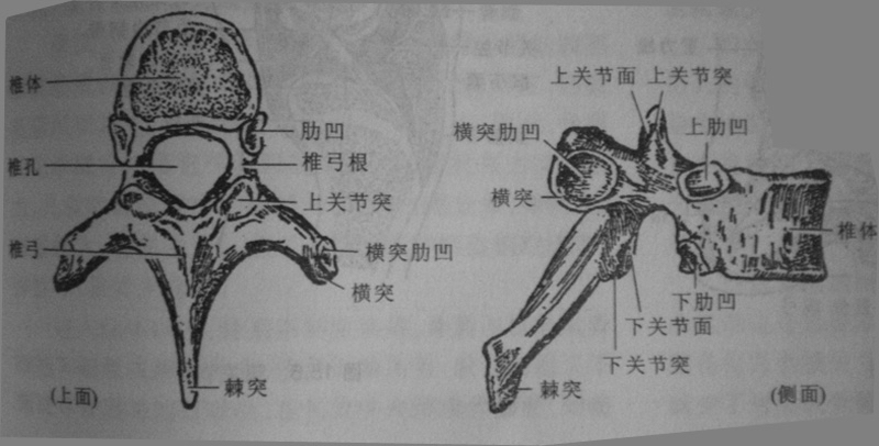 《人体解剖学》人体骨骼