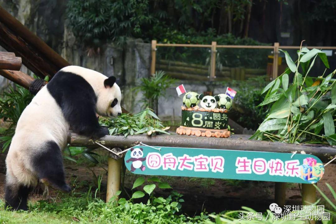 跳水世界杯足球蛋糕(疯玩一整夏，看这篇攻略就够了！)