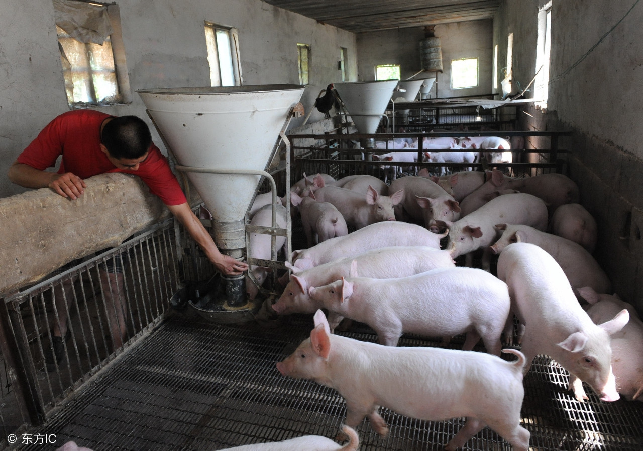 养猪人如何确定每吨饲料加药量，职业兽医总结四个影响因素