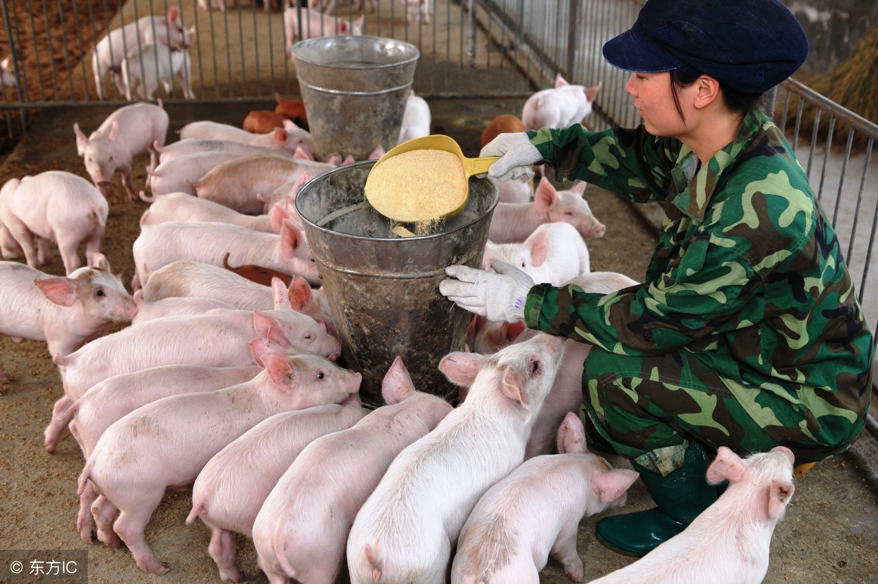 养猪人如何确定每吨饲料加药量，职业兽医总结四个影响因素
