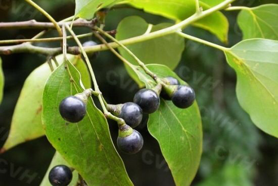 《中药学》樟脑