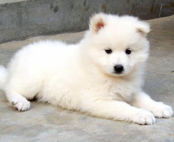 12星座的专属狗狗,天蝎座的是苏格兰牧羊犬,而他的竟然是二哈?