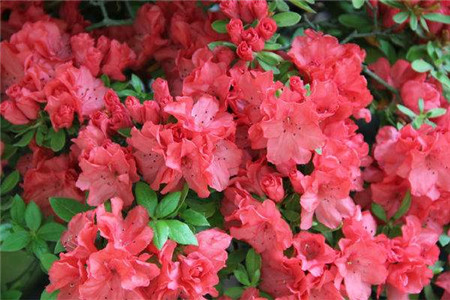 杜鹃花的花期有多长时间（不同品种杜鹃的花期）