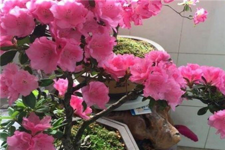杜鹃花的花期有多长时间（不同品种杜鹃的花期）