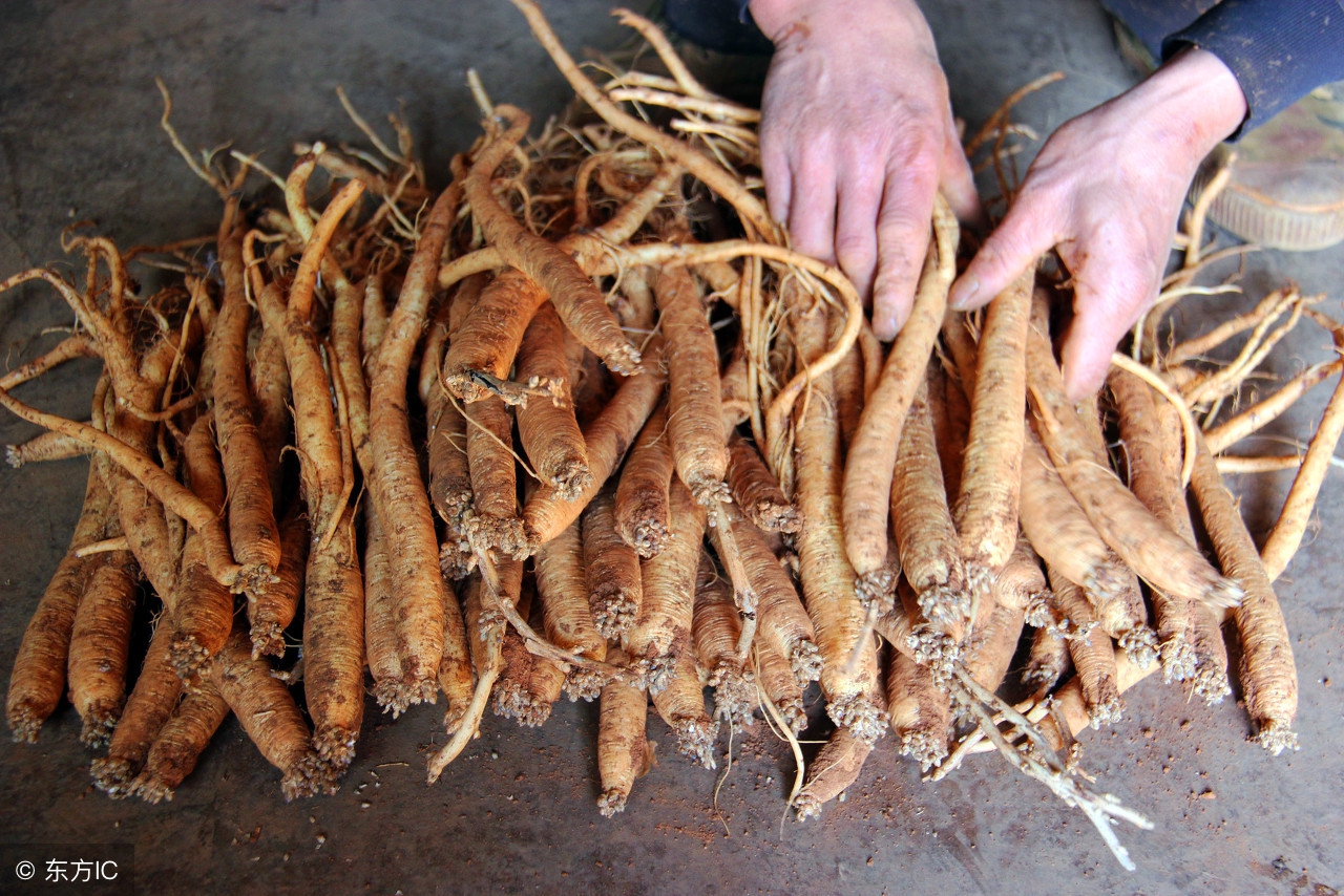 中药传奇之"党参"——神仙路过猪拱地,童心未泯识党参