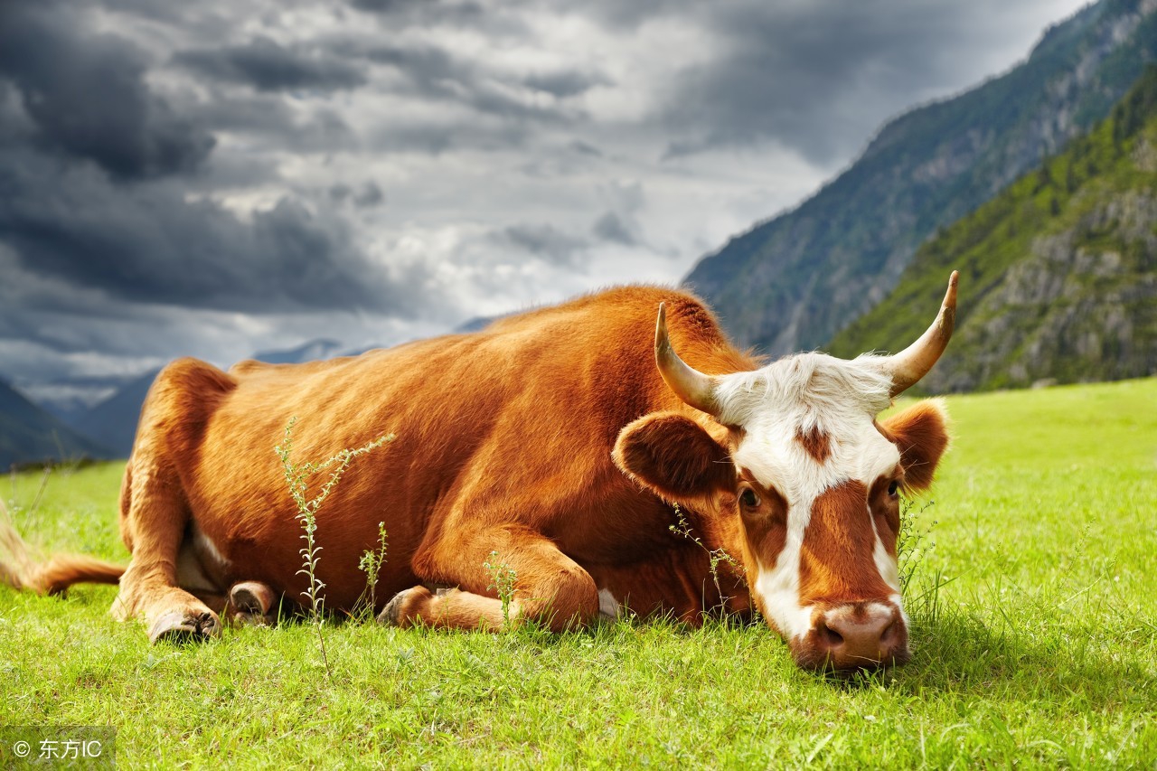 7月30日全国活牛最新收购价行情动态信息汇总