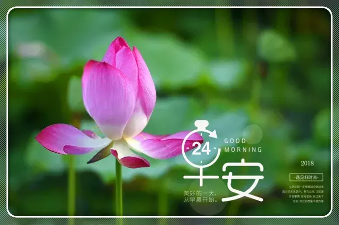 夏日早晨艳丽荷花图片问安,早上好问候句子