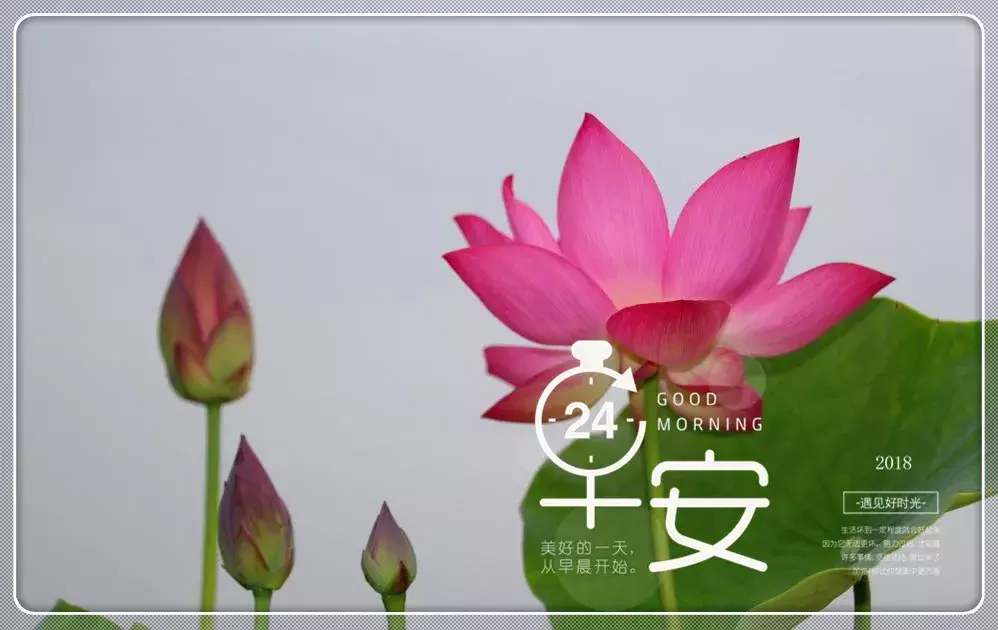 夏日早晨艳丽荷花图片问安,早上好问候句子