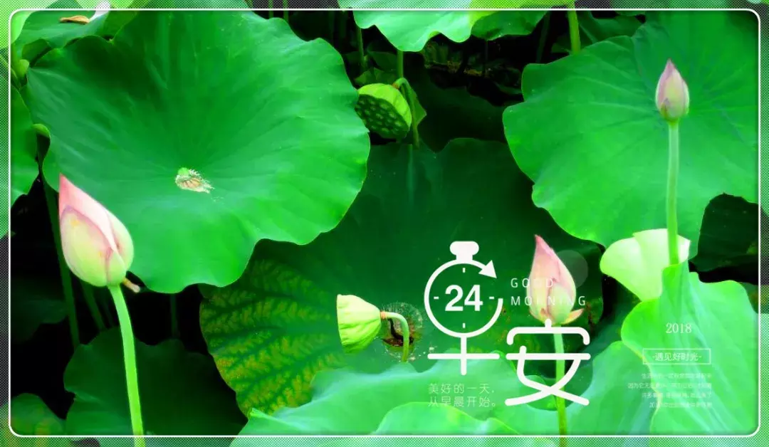 夏日早晨艳丽荷花图片问安,早上好问候句子