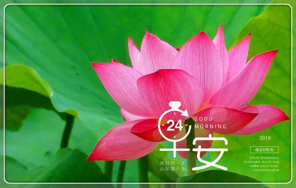 夏日早晨艳丽荷花图片问安,早上好问候句子