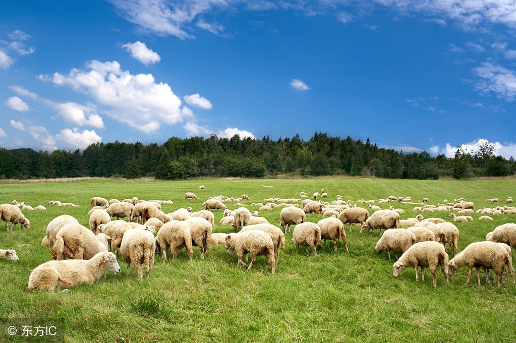 活羊多地上涨！7月31日全国活羊羊肉最新价格行情动态汇总
