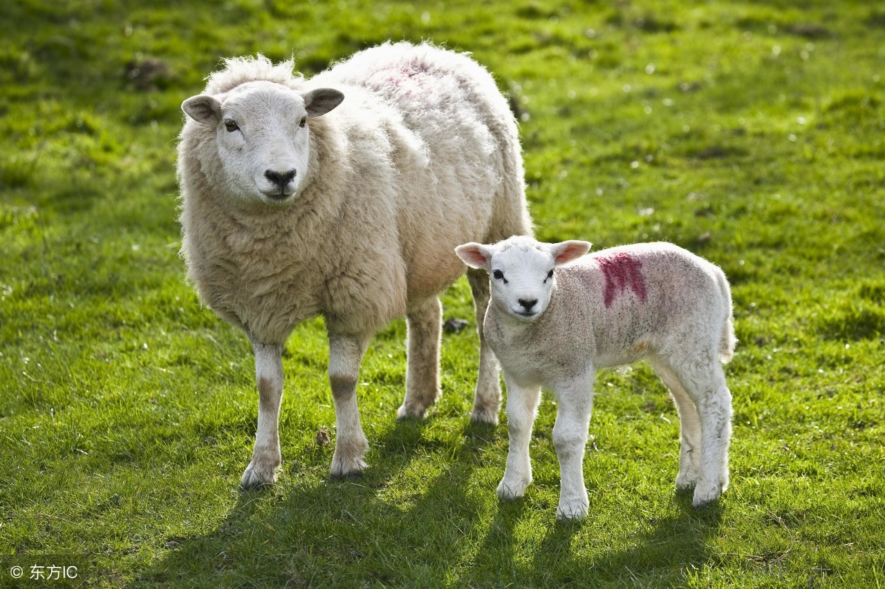 活羊多地上涨！7月31日全国活羊羊肉最新价格行情动态汇总