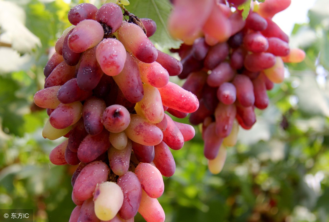 巨峰葡萄大量上市价格怎样？8月1日葡萄产区收购价格行情动态解读