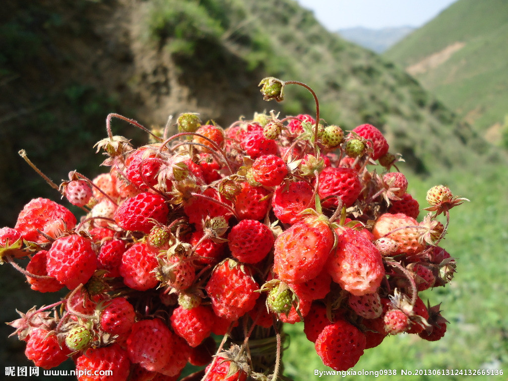 小草莓成为岷县群众的致富果带动农户增收