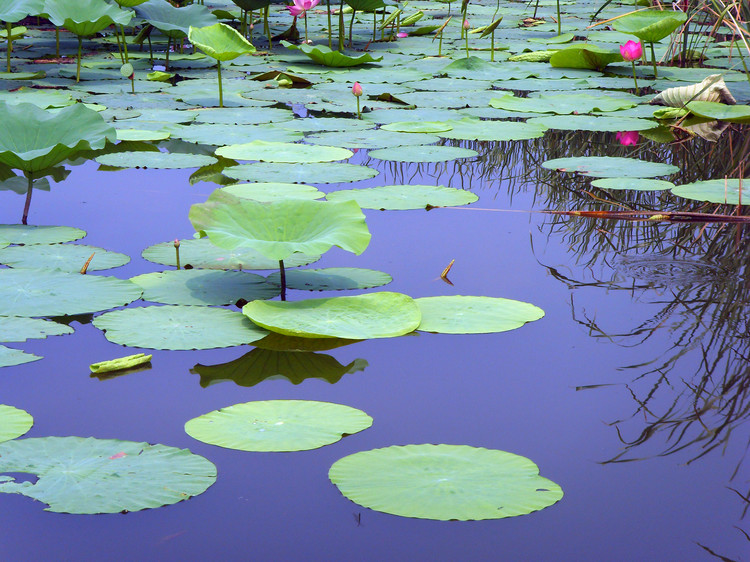 萍水相逢是什么意思 萍水相逢寓意-有深度有内涵的一个小网站-文化号