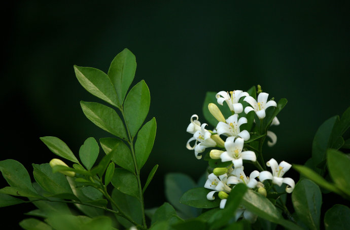 九里香怎麼養護才開花_怎麼樣讓九里香開花 - 齊齊哈爾詩詞網