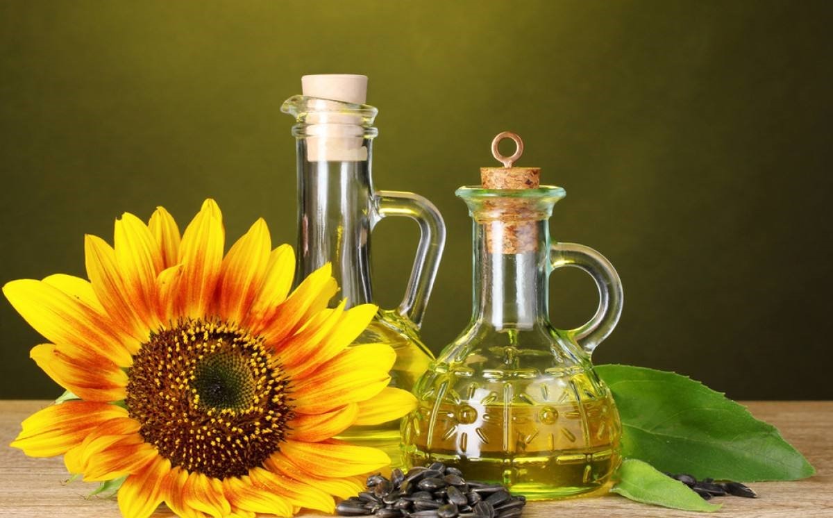 葵花籽油被誉为健康营养油,深受市场青睐!原料油葵如何种植?