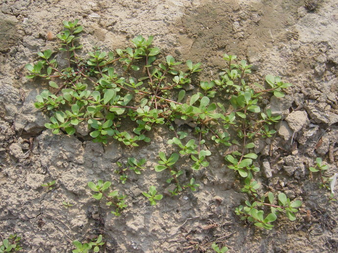 麻子菜做法 - 风集网