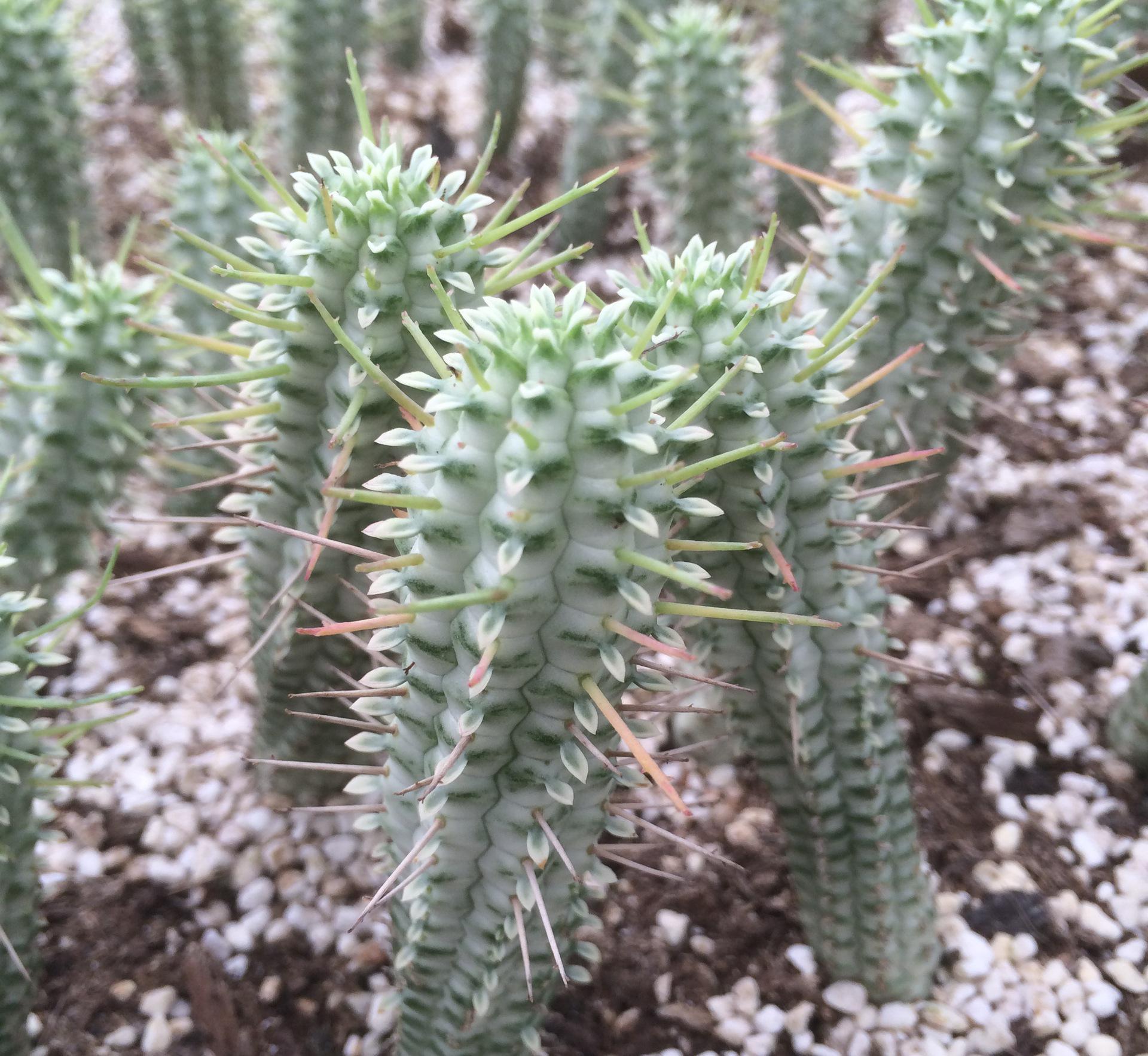 多肉植物有毒吗?看完你就明白家里能不能放
