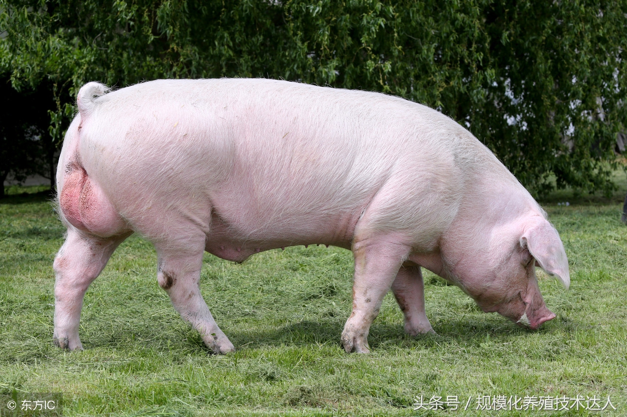 新建养猪场该如何申请环评？这些操作程序请拿走不谢！