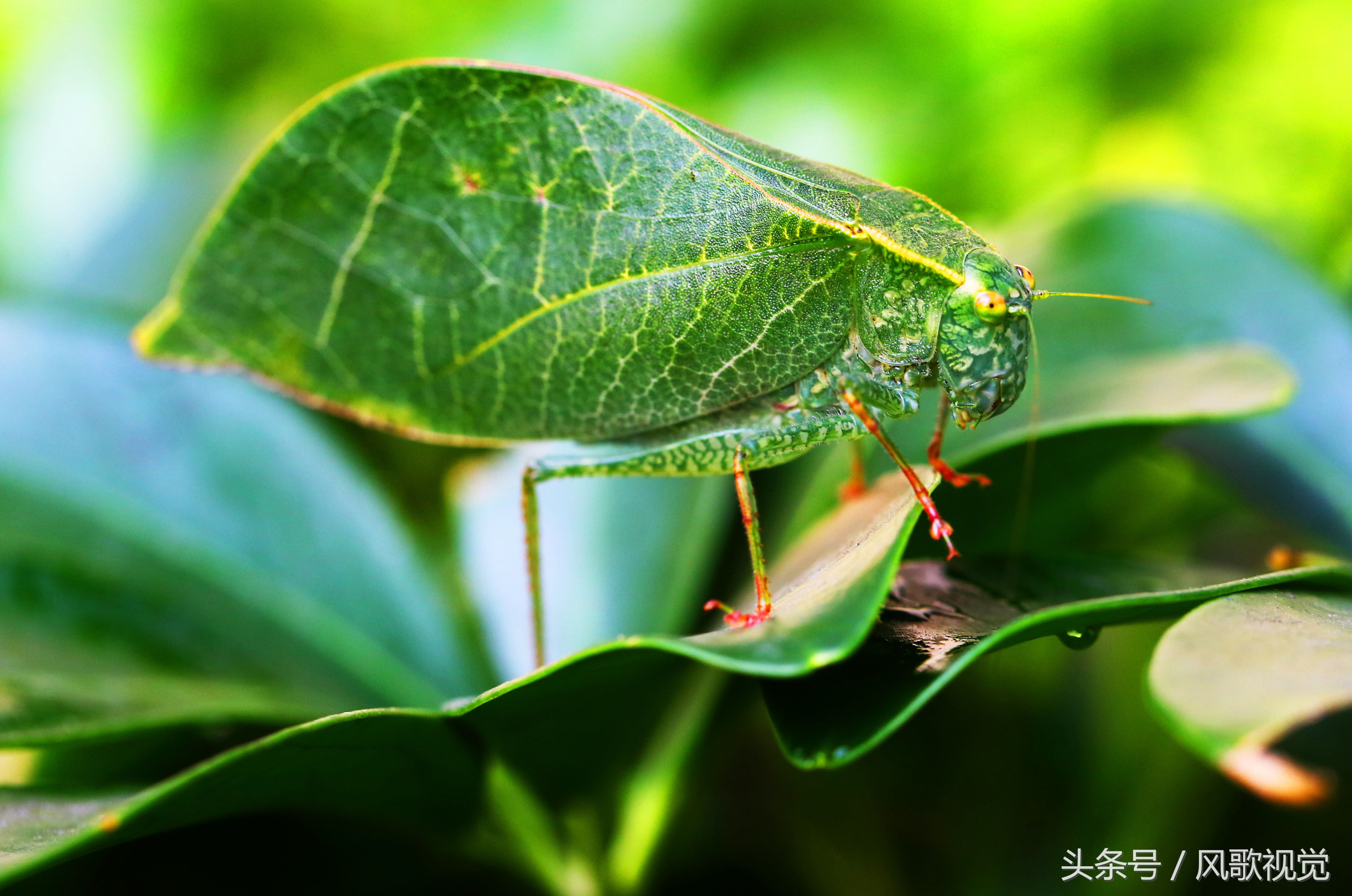常见绿色昆虫姓名图片图片