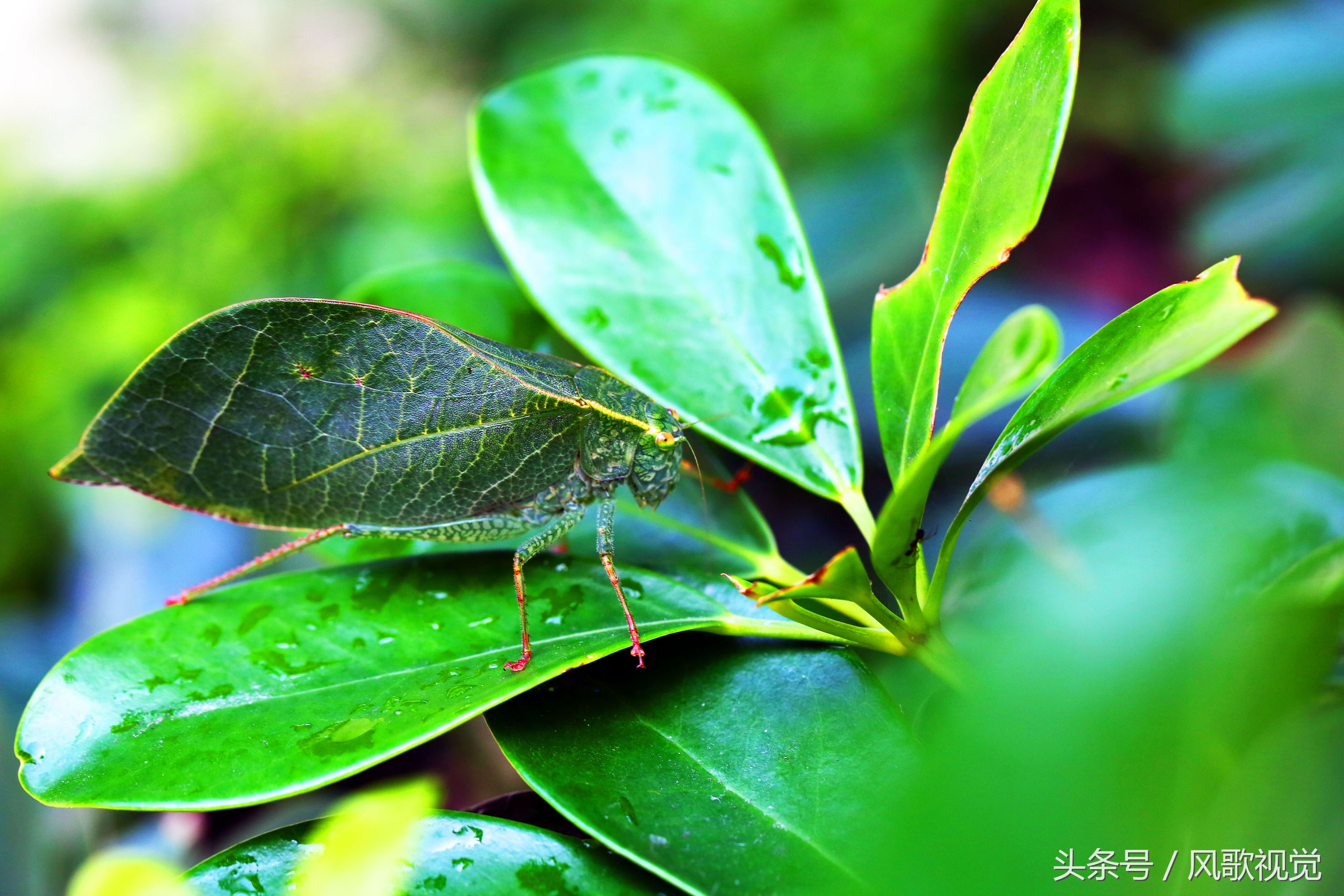 纺织娘的隐形翅膀