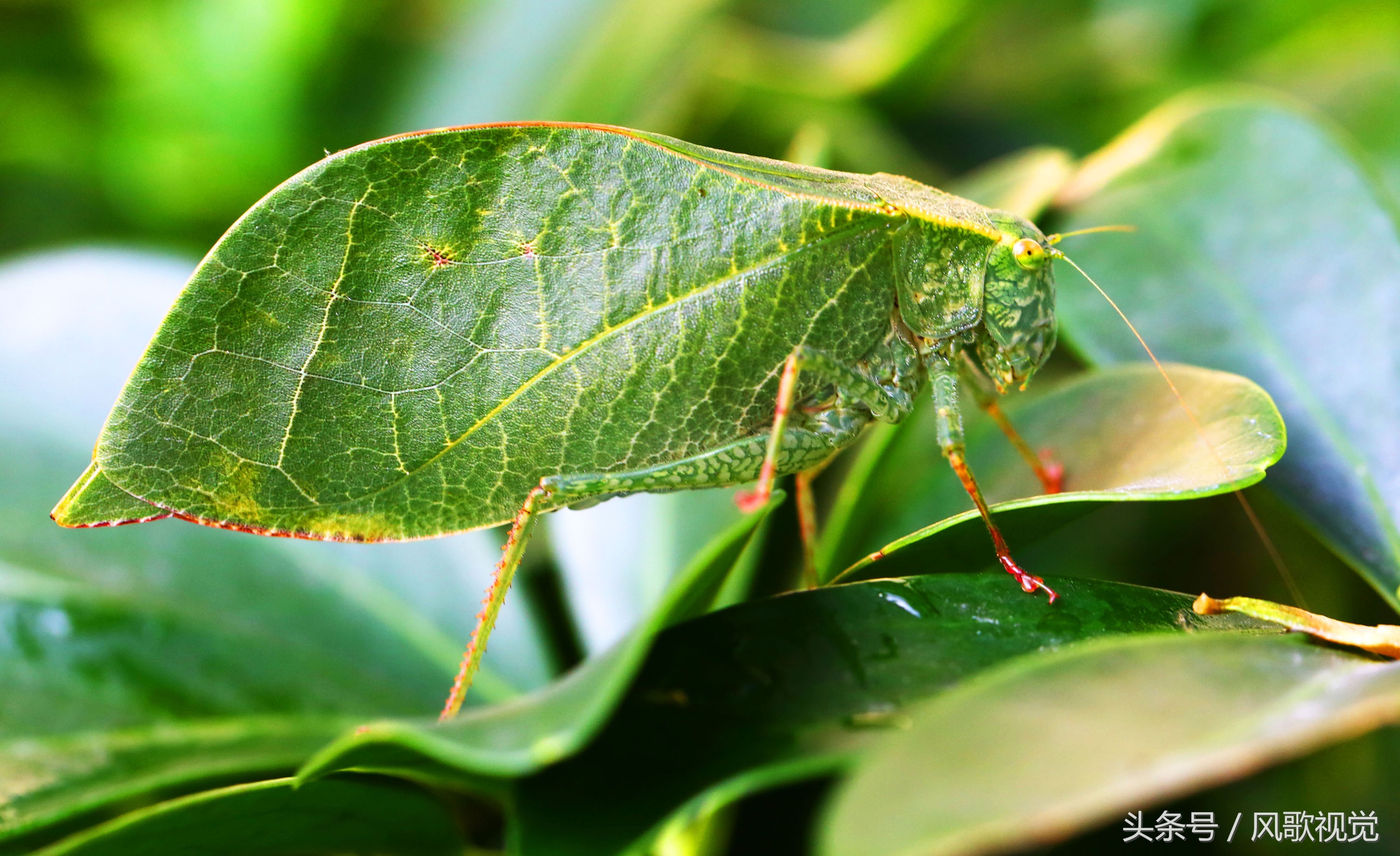 纺织娘的隐形翅膀