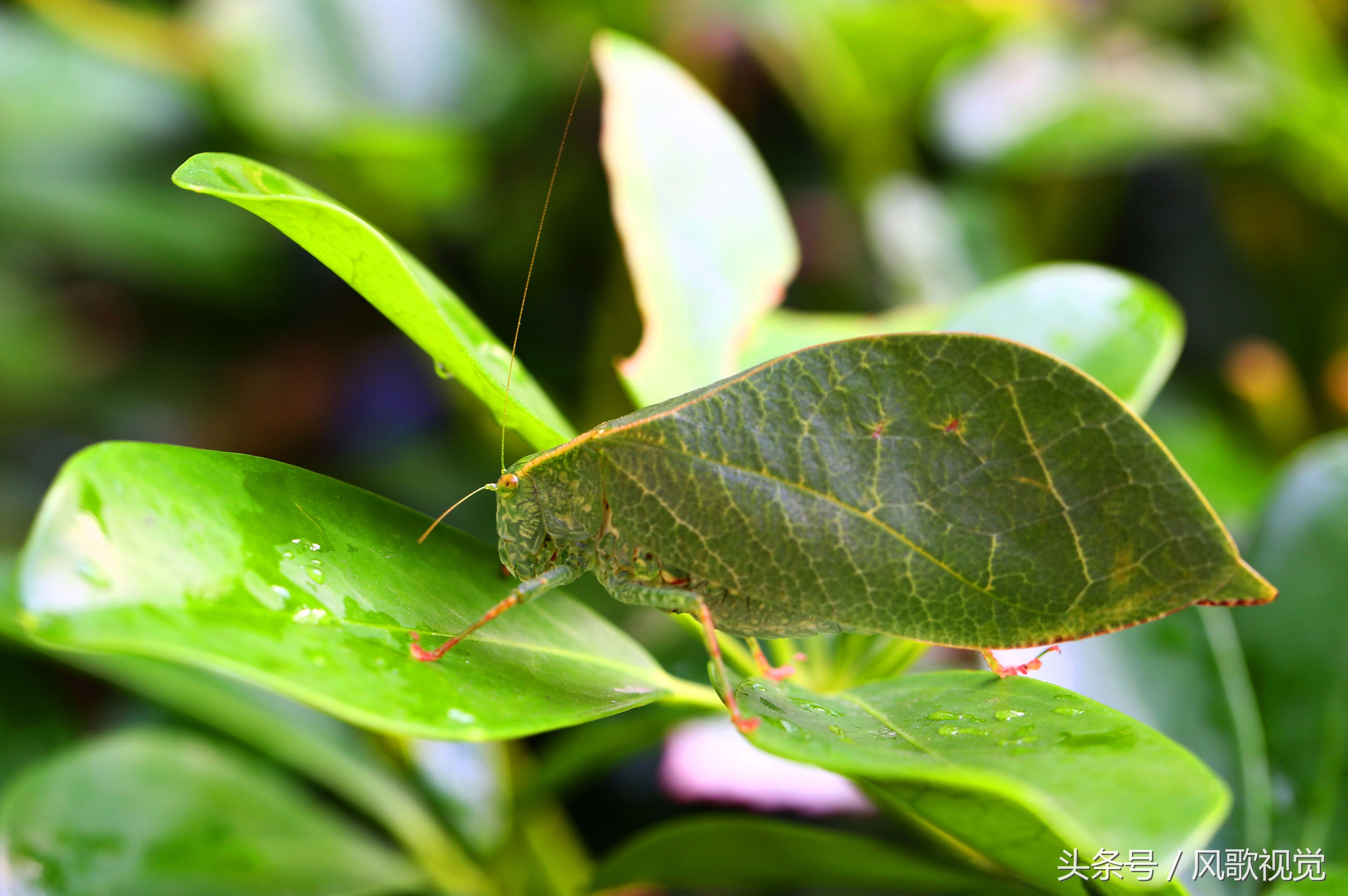 纺织娘是什么昆虫(纺织娘是什么昆虫图片 蚂蚱)-友友