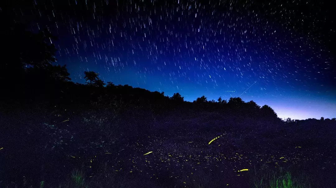 在漫天繁星里与萤火虫来一次亲密接触湖北抱朴谷约一波！