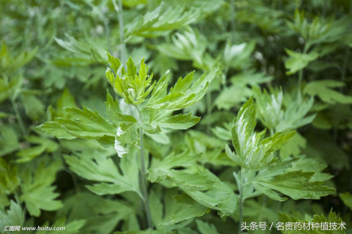 通经络草药图片图片