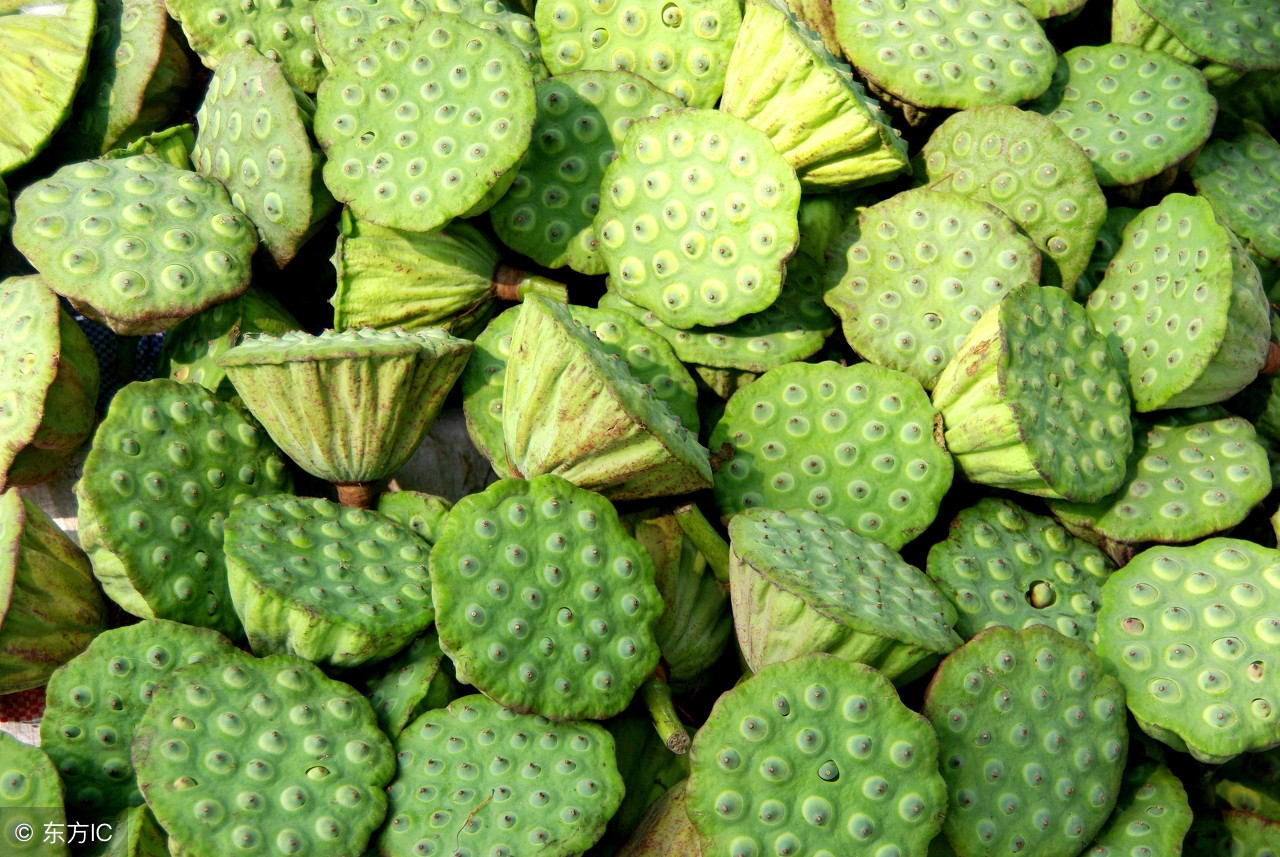 莲子的作用与功效(吃新鲜莲子的禁忌)-万川快讯