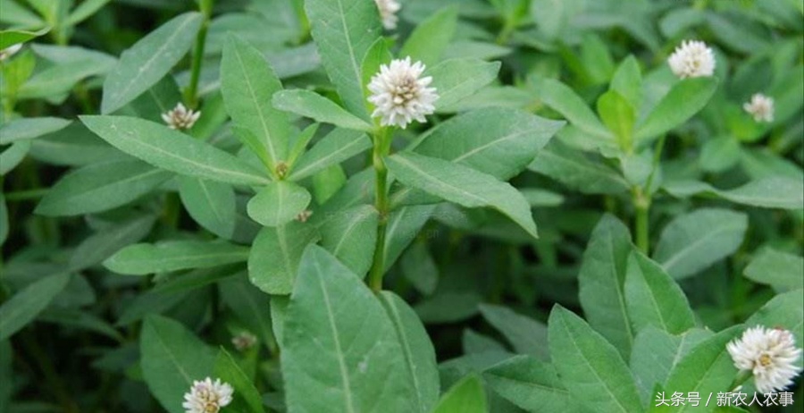 生长,并快速的蔓延,这种野草就是莲子草,又叫满天星,虾钳菜,白花仔,节