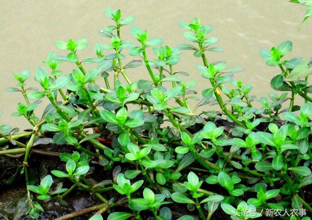 农村水田里常见的这种野草,农民见了就拔,殊不知曾是美味的野菜