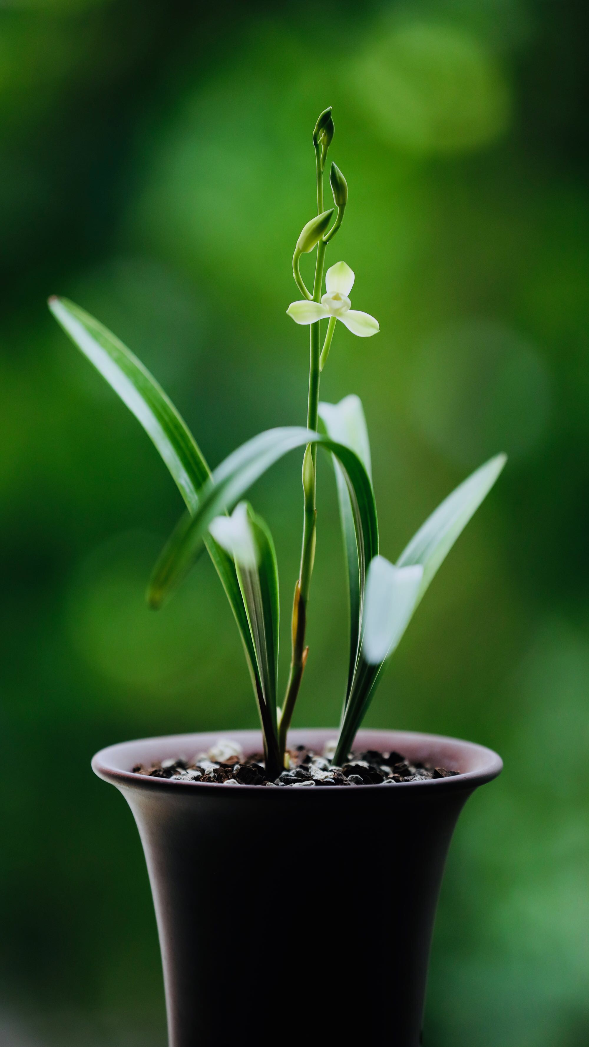 养兰“好料”树上找，养的兰花根儿爆，出玉根，花色正，花儿香！