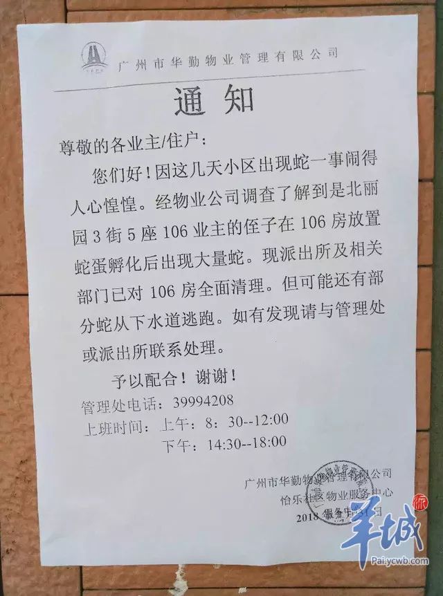 吓人！小区里惊现几十条蛇，原因竟是有人在……丨新闻早茶
