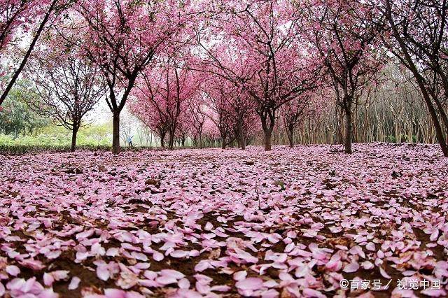 无可奈何花落去，晏殊最经典的一句宋词，无奈中也有美好的快乐！