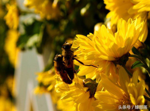 蜂王试飞时间在几点（蜂王试飞时间在几点蜜蜂处女王和开产王的区别是什么）-第1张图片-易算准