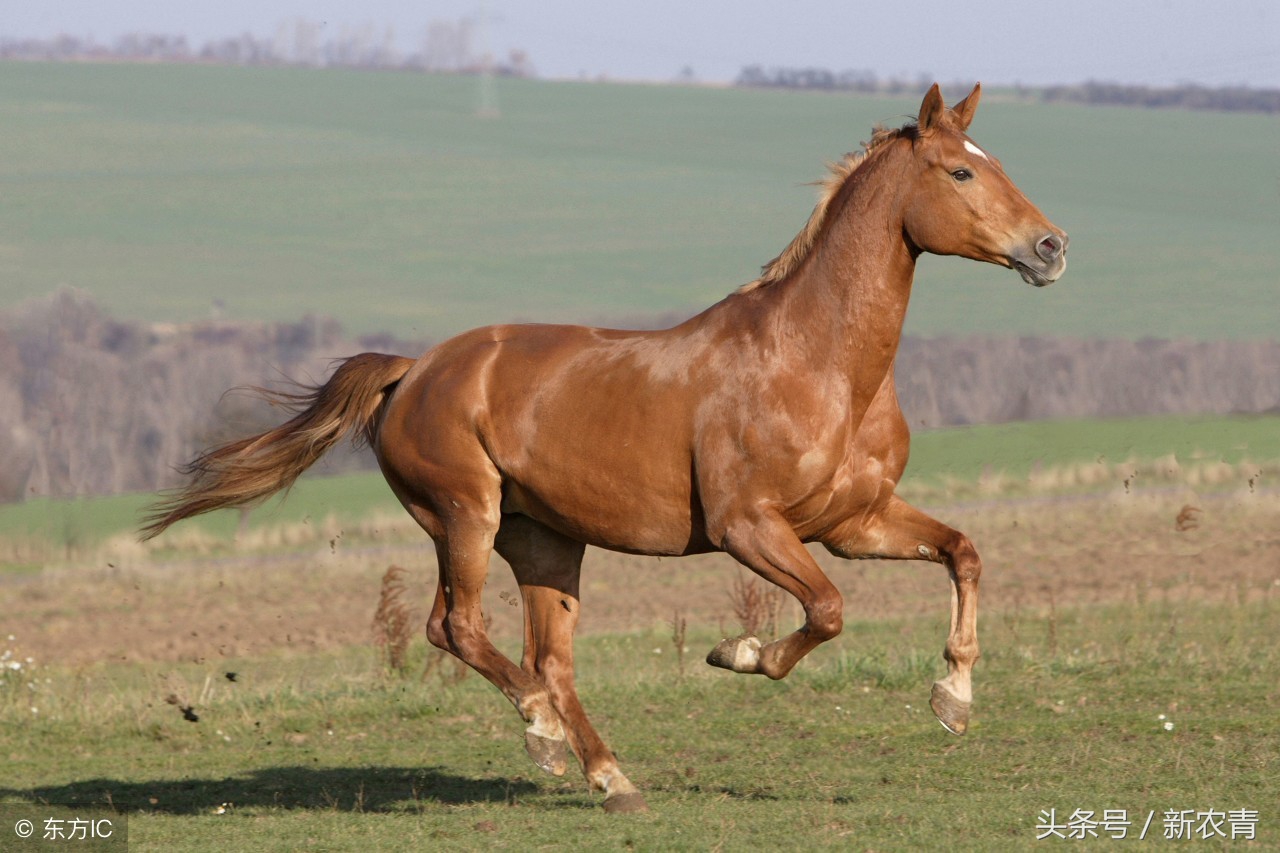 好马的含义 _飞翔号