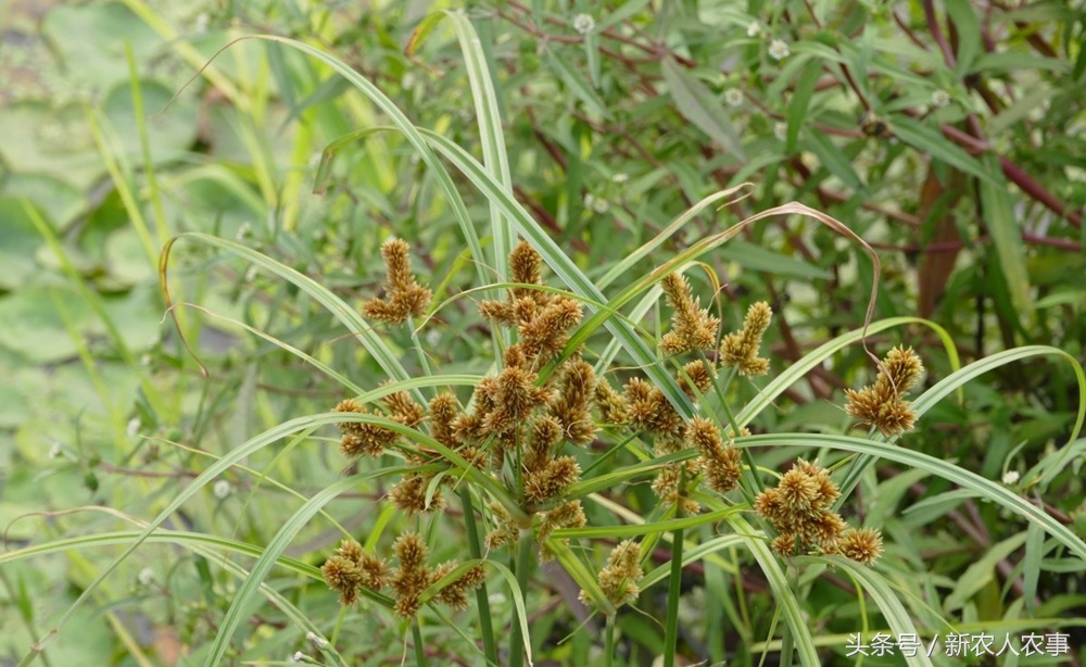 野草大全药用图片