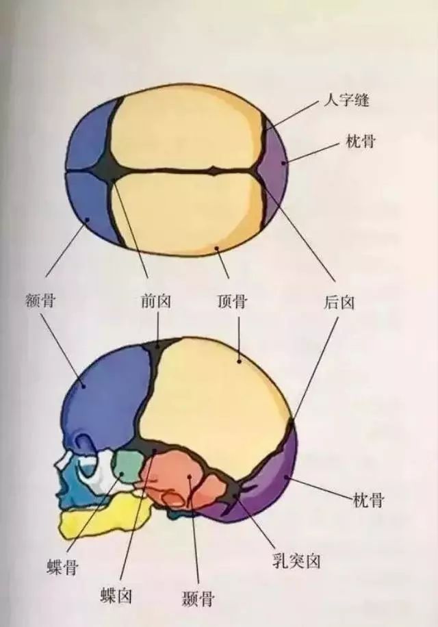 听说囟门闭合越晚孩子越聪明？教你如何看囟门知健康！