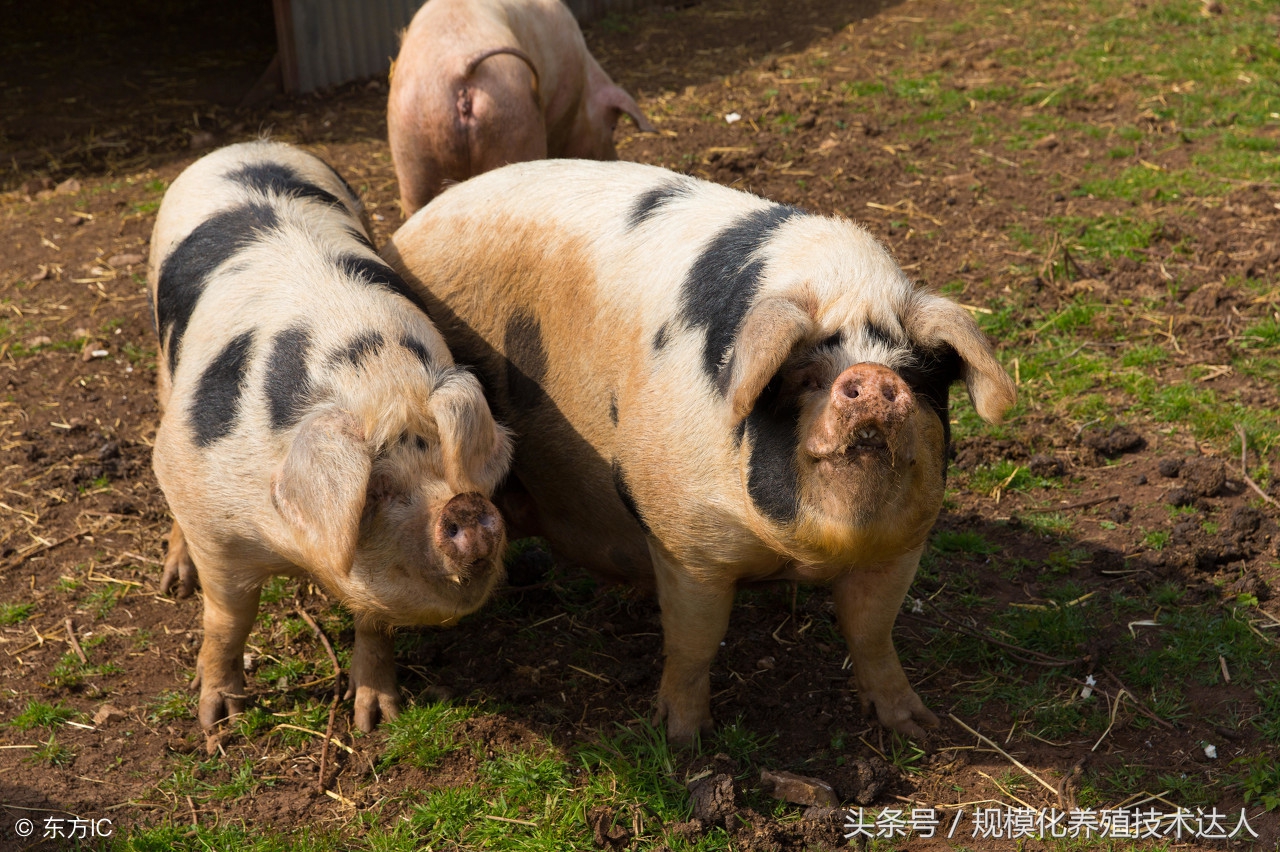 2018年8月7日生豬價格行情；供應處于季節性偏少，豬價將持續上漲