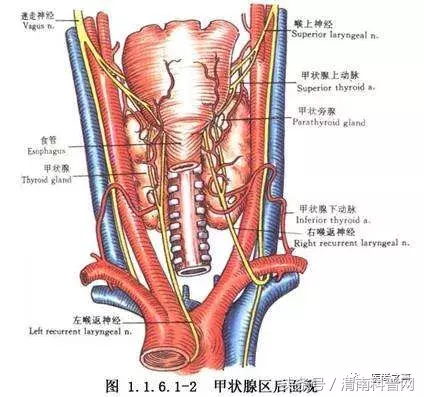 陕西甲亢哪里治疗最好(治个甲亢，3个科室医生差点吵起来了！)