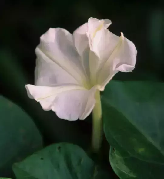 「每日一花」月光花